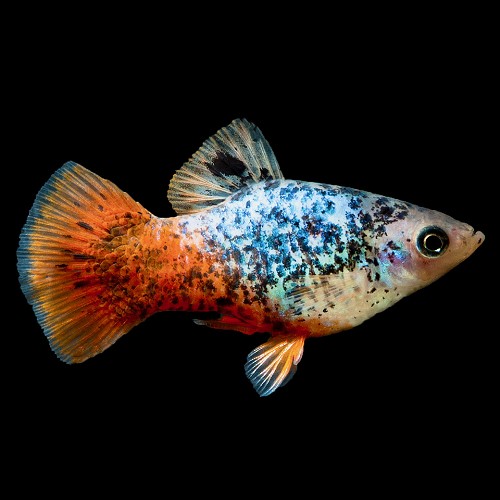 Xiphophorus maculatus calico - Platy calico M